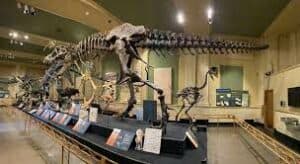 Dinosaur Discovery Museum